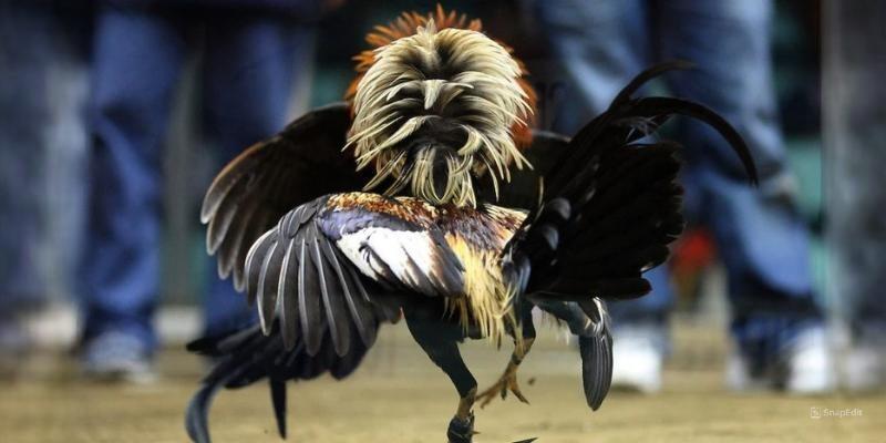 Phân tích cụ thể các cửa cược